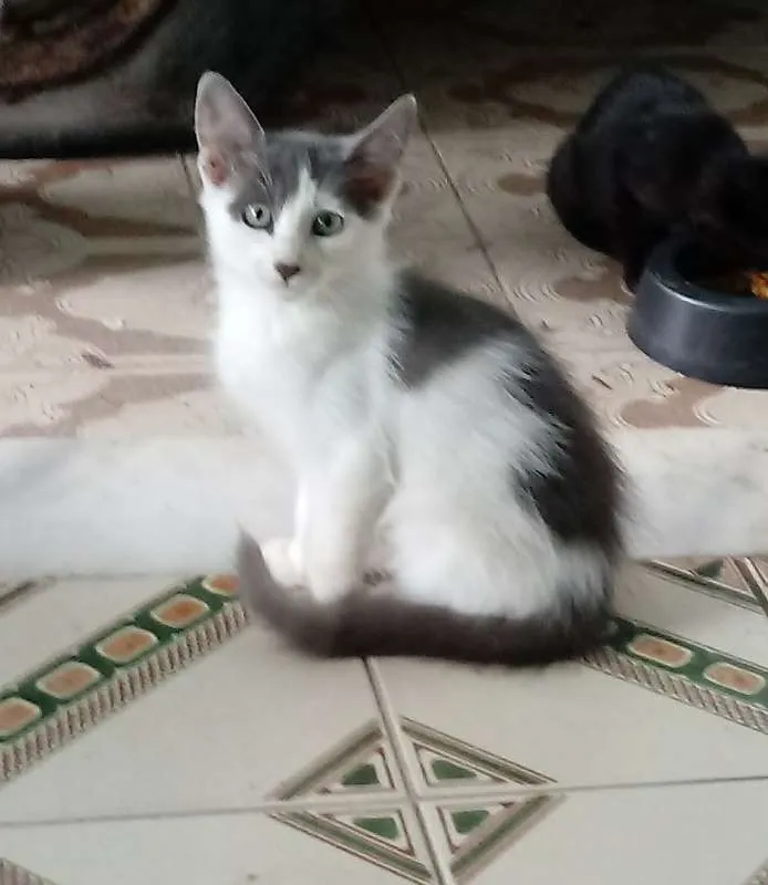 Gato ra a SRD idade 2 a 6 meses nome Não tem