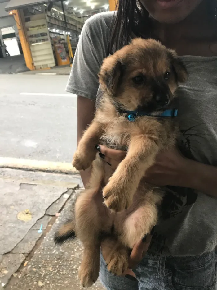 Cachorro ra a Não identificada idade Abaixo de 2 meses nome Mike