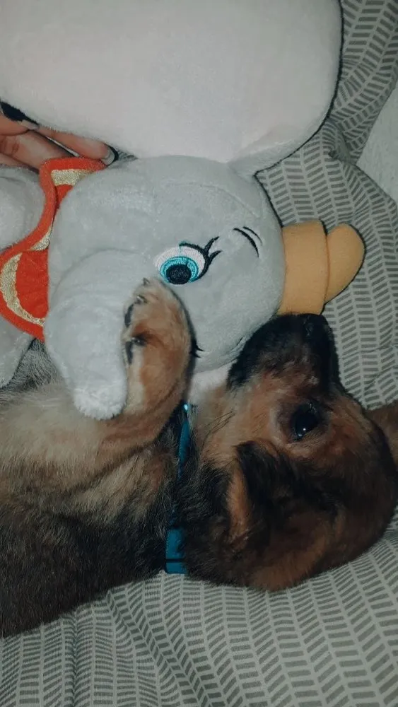 Cachorro ra a Não identificada idade Abaixo de 2 meses nome Mike
