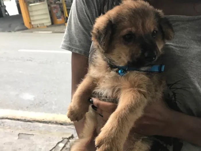 Cachorro ra a Não identificada idade Abaixo de 2 meses nome Mike