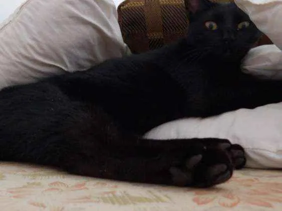 Gato raça Srd idade 1 ano nome Mellow