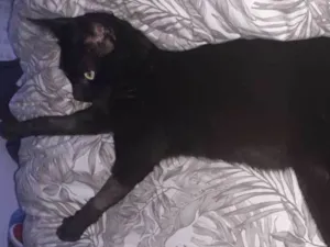 Gato raça Não informada  idade 1 ano nome Banguela 
