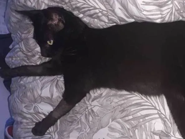 Gato ra a Não informada  idade 1 ano nome Banguela 