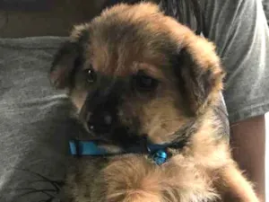 Cachorro raça Não identificada idade Abaixo de 2 meses nome Mike