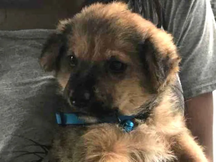 Cachorro ra a Não identificada idade Abaixo de 2 meses nome Mike