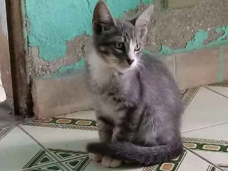 Gato ra a SRD idade 2 a 6 meses nome Não tem