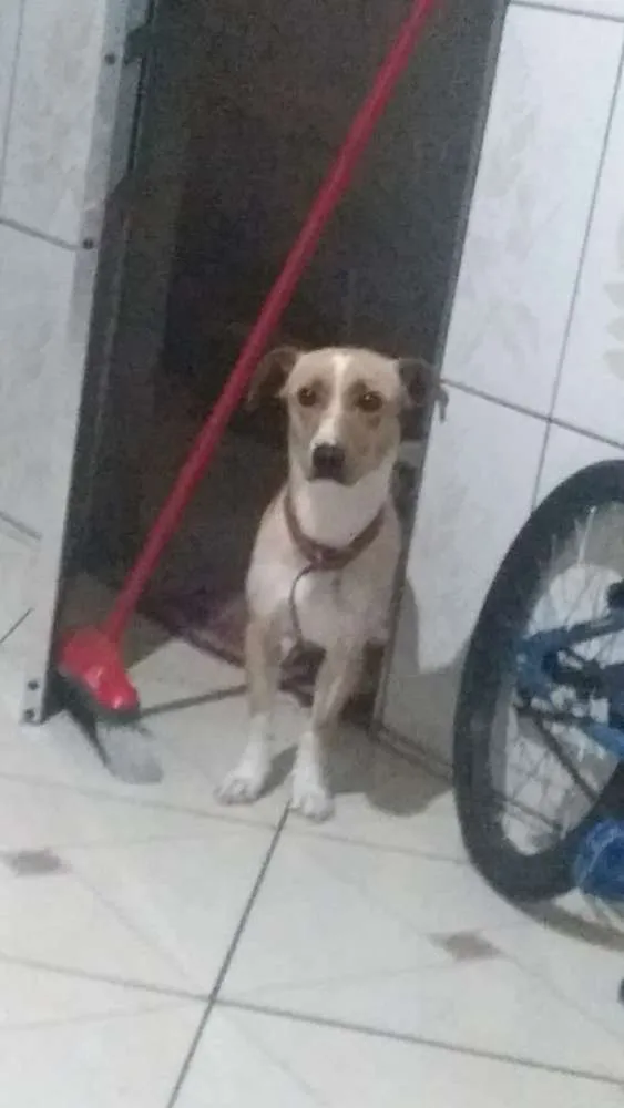 Cachorro ra a Sem raça definida idade 2 anos nome Lola