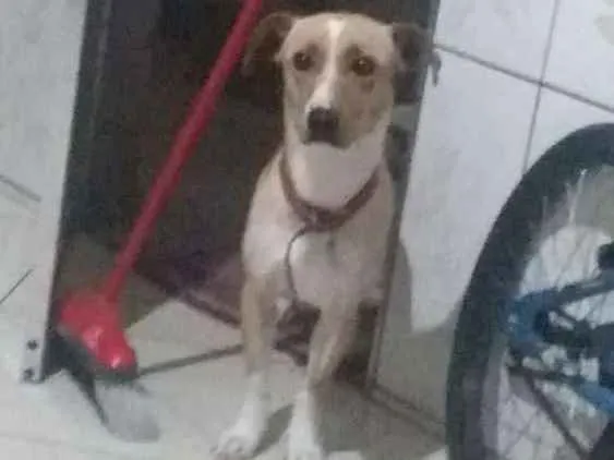 Cachorro ra a Sem raça definida idade 2 anos nome Lola