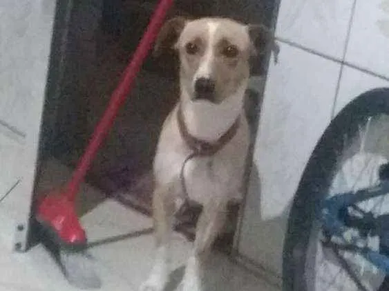 Cachorro ra a Sem raça definida idade 2 anos nome Lola