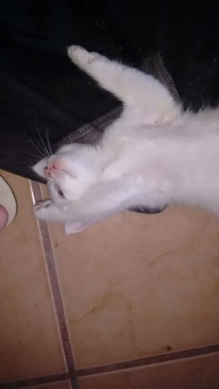 Gato ra a  idade Abaixo de 2 meses nome sem nome