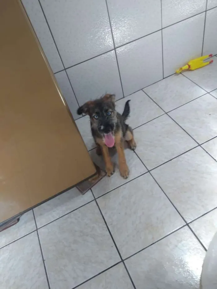 Cachorro raça Mestiço idade 2 a 6 meses nome Messi