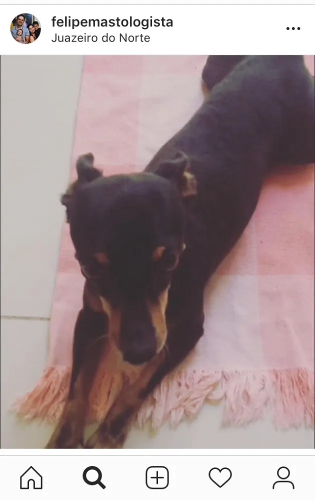 Cachorro ra a Pinscher idade 6 ou mais anos nome Pitoco