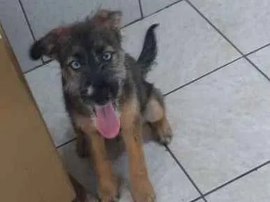 Cachorro raça Mestiço idade 2 a 6 meses nome Messi