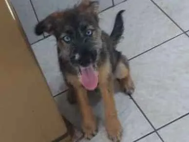 Cachorro raça Mestiço idade 2 a 6 meses nome Messi