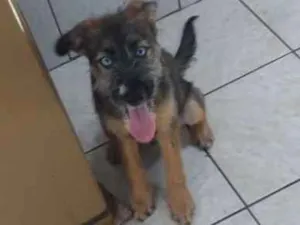 Cachorro raça Mestiço idade 2 a 6 meses nome Messi
