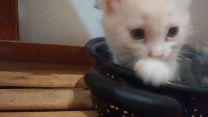 Gato ra a  idade Abaixo de 2 meses nome sem nome
