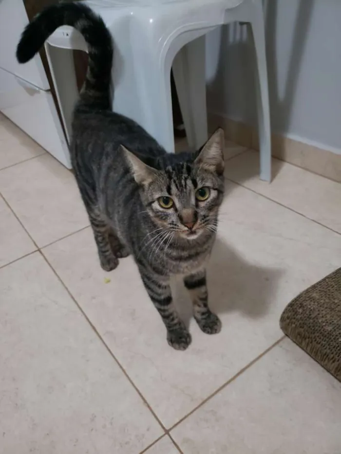 Gato ra a SRD idade 7 a 11 meses nome Muffin