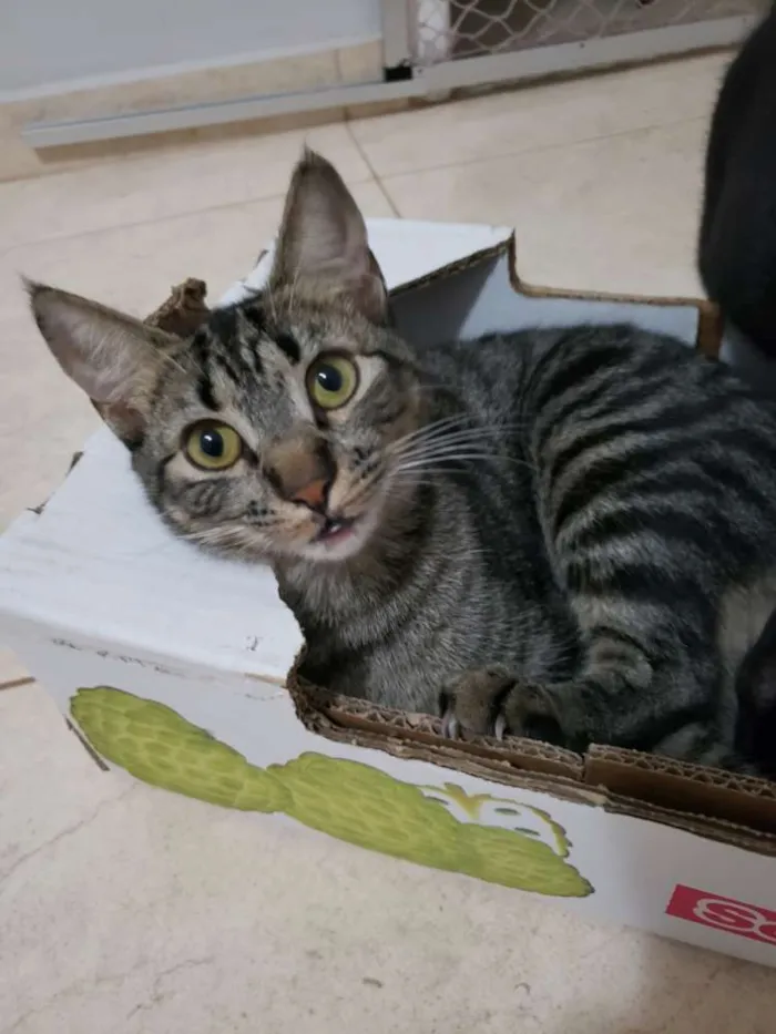 Gato ra a SRD idade 7 a 11 meses nome Muffin