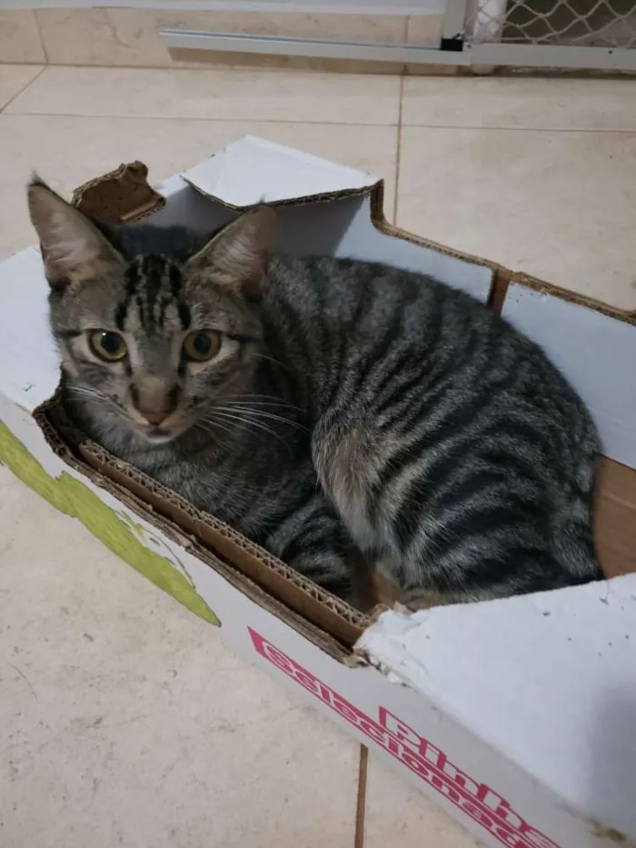 Gato ra a SRD idade 7 a 11 meses nome Muffin