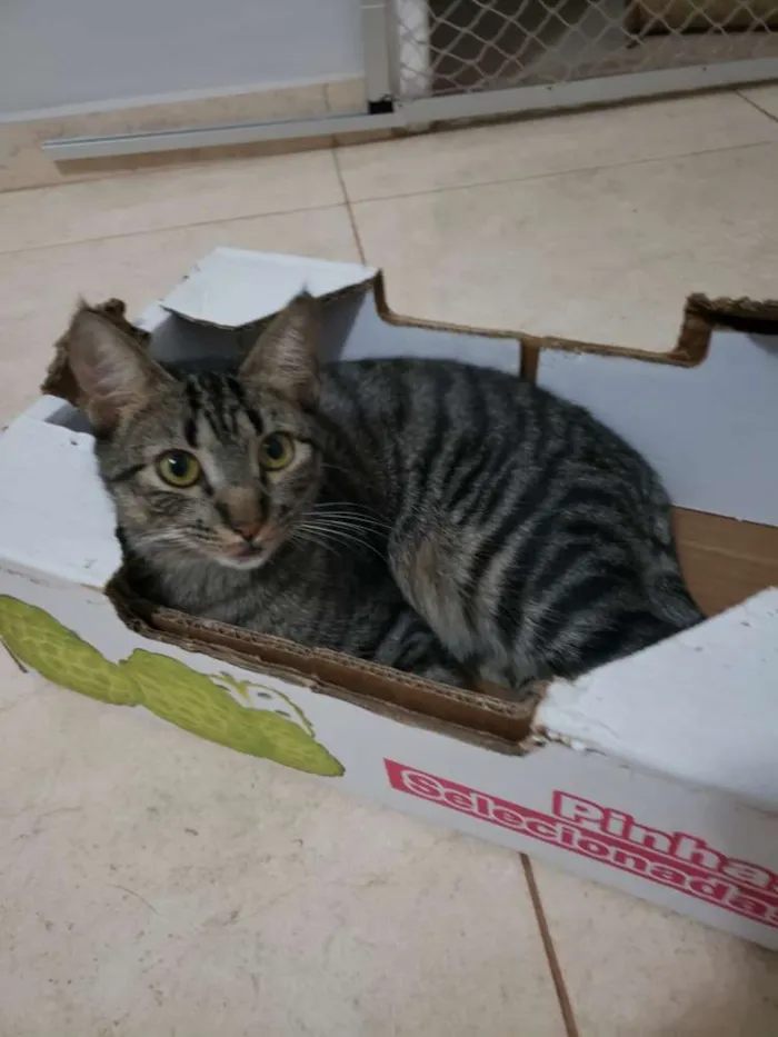 Gato ra a SRD idade 7 a 11 meses nome Muffin