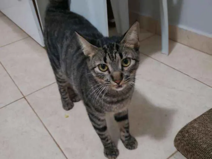 Gato ra a SRD idade 7 a 11 meses nome Muffin