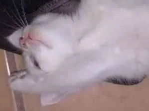 Gato ra a  idade Abaixo de 2 meses nome sem nome