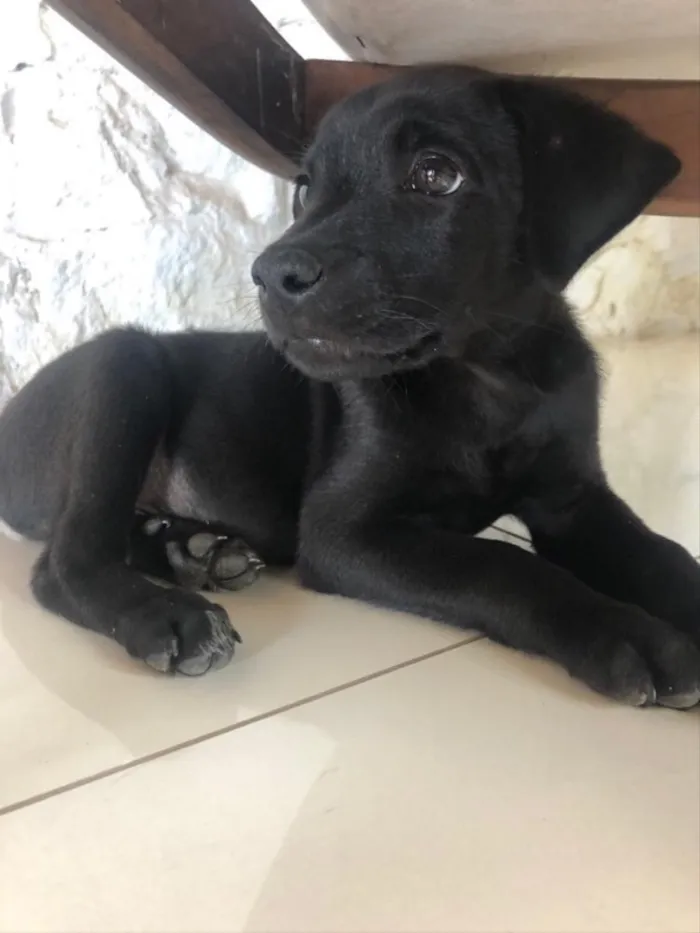 Cachorro ra a Vira lata  idade 2 a 6 meses nome pretinho 