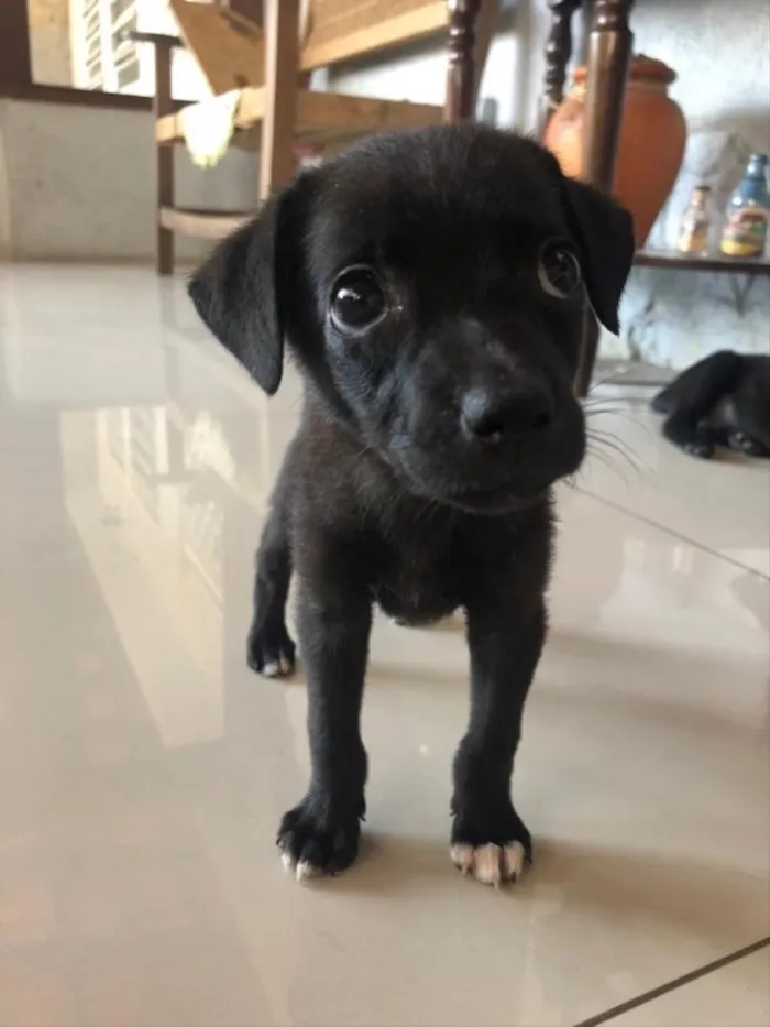 Cachorro ra a Vira lata  idade 2 a 6 meses nome pretinho 