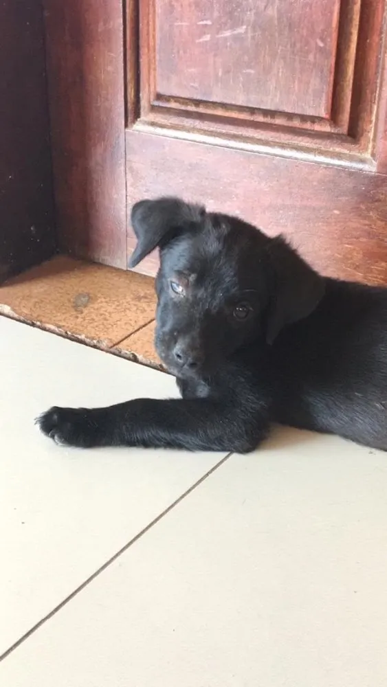 Cachorro ra a Vira lata  idade 2 a 6 meses nome pretinho 