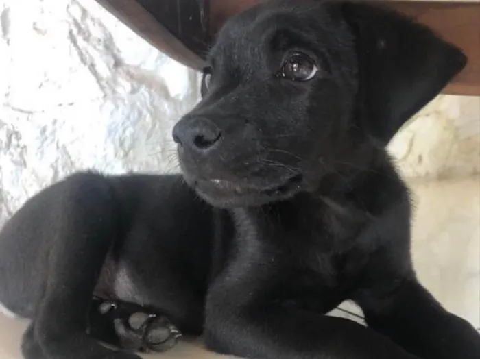 Cachorro ra a Vira lata  idade 2 a 6 meses nome pretinho 