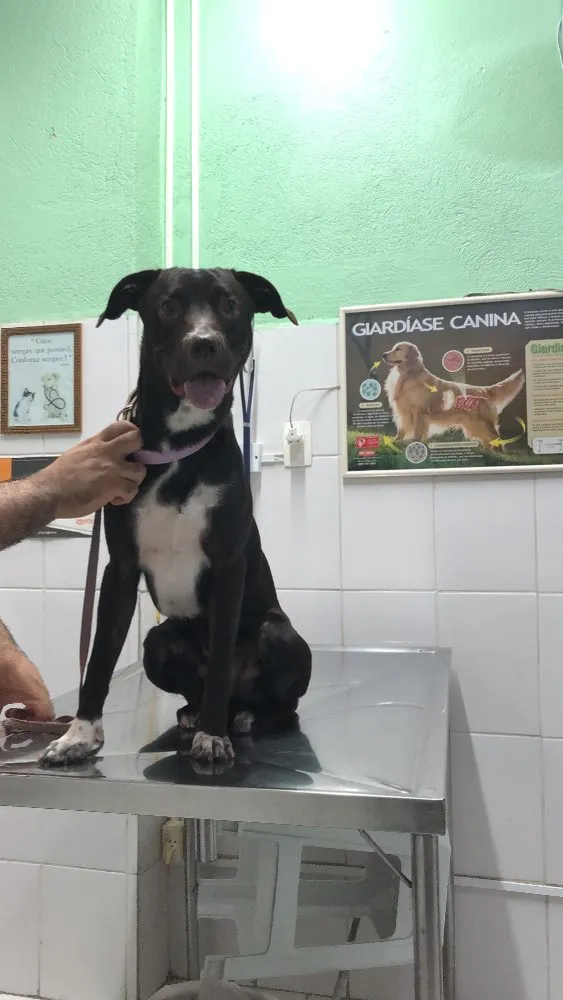 Cachorro ra a Vira lata idade 2 anos nome Não sei