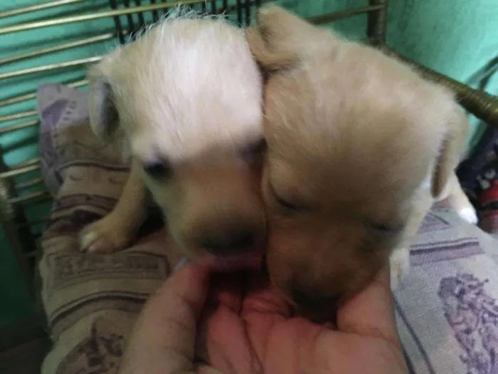 Cachorro ra a Mestiça idade Abaixo de 2 meses nome Sem nome