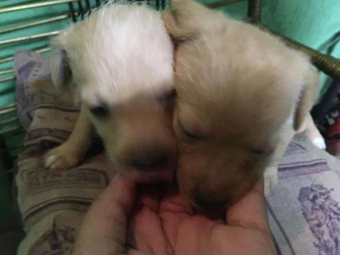 Cachorro ra a Mestiça idade Abaixo de 2 meses nome Sem nome