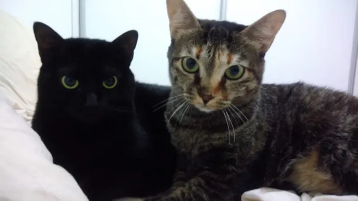 Gato ra a SRD  idade 2 anos nome LUA & ESTRELA
