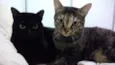 LUA & ESTRELA
