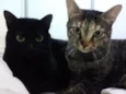 LUA & ESTRELA