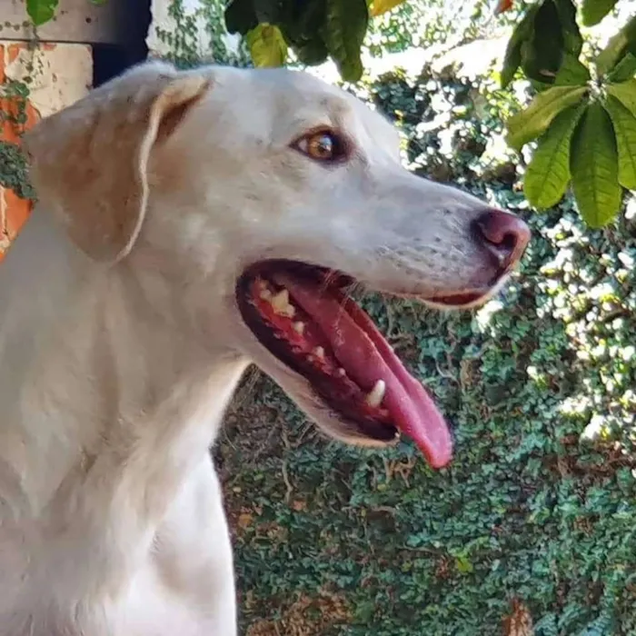 Cachorro ra a SRD idade 3 anos nome thor