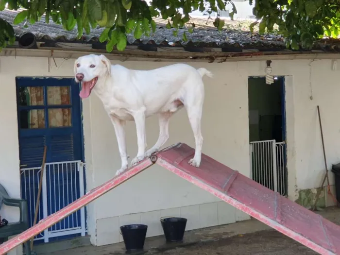 Cachorro ra a SRD idade 3 anos nome thor