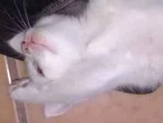Gato ra a  idade Abaixo de 2 meses nome sem nome