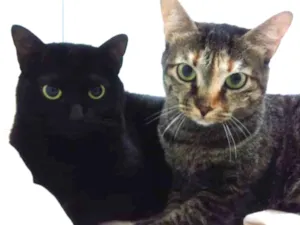 Gato raça SRD  idade 2 anos nome LUA & ESTRELA