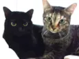 LUA & ESTRELA