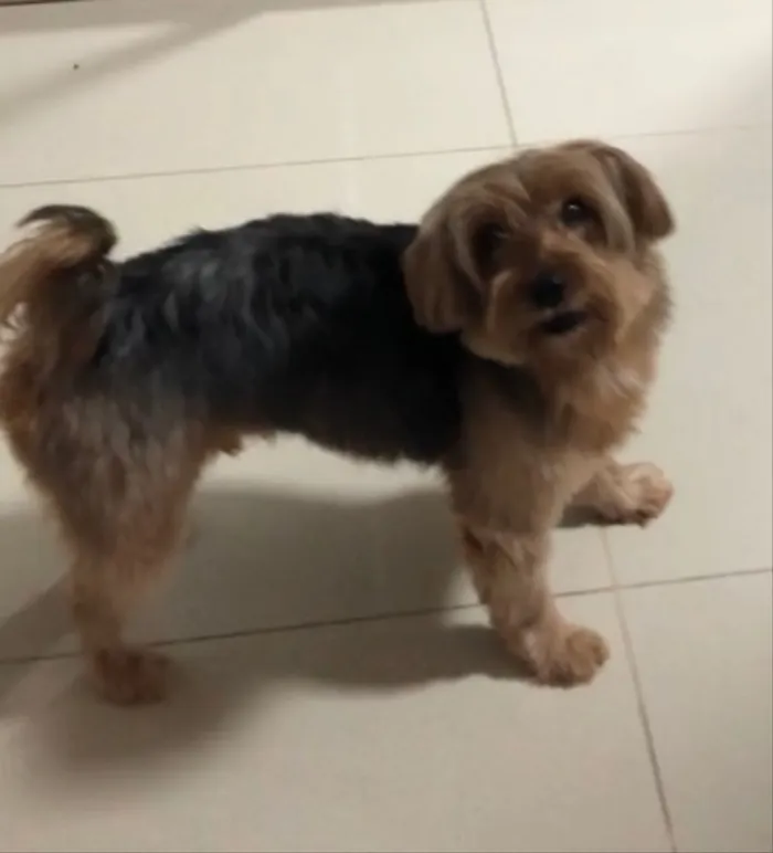 Cachorro raça Yorkshire maior  idade 6 ou mais anos nome Nick