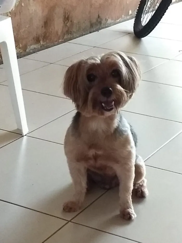 Cachorro raça Yorkshire maior  idade 6 ou mais anos nome Nick