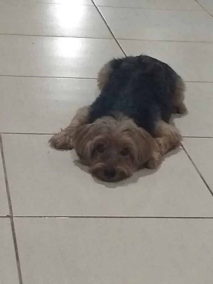 Cachorro raça Yorkshire maior  idade 6 ou mais anos nome Nick