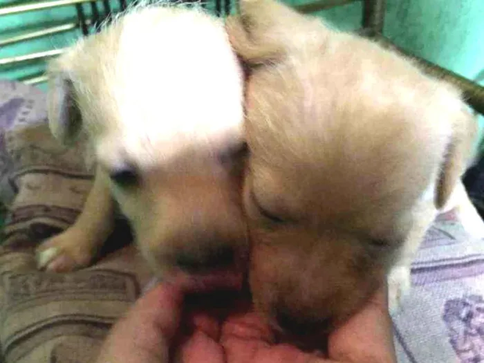 Cachorro ra a Mestiça idade Abaixo de 2 meses nome Sem nome