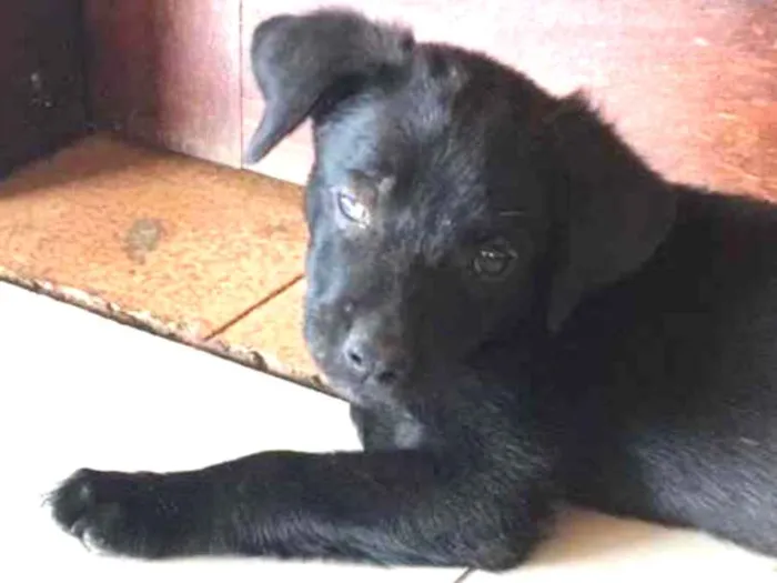 Cachorro ra a Vira lata  idade 2 a 6 meses nome pretinho 