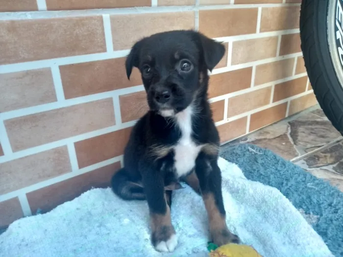 Cachorro ra a SRD (Sem raça definida) idade Abaixo de 2 meses nome Dudu