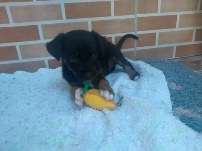 Cachorro ra a SRD (Sem raça definida) idade Abaixo de 2 meses nome Dudu