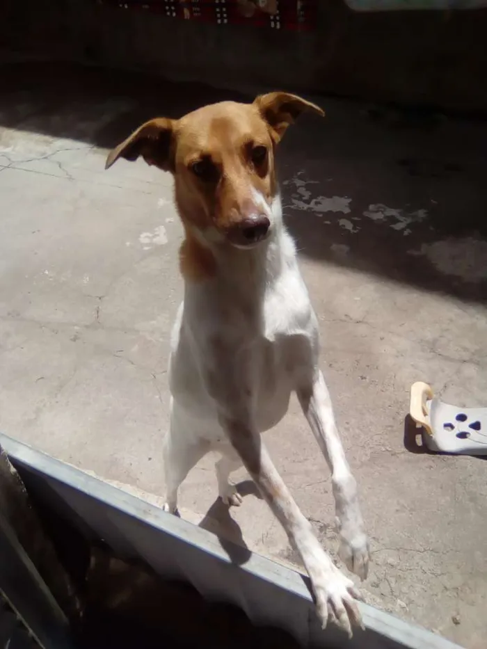 Cachorro raça Maltês idade 2 anos nome Bile e bela