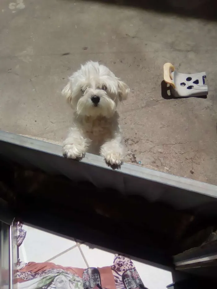 Cachorro raça Maltês idade 2 anos nome Bile e bela